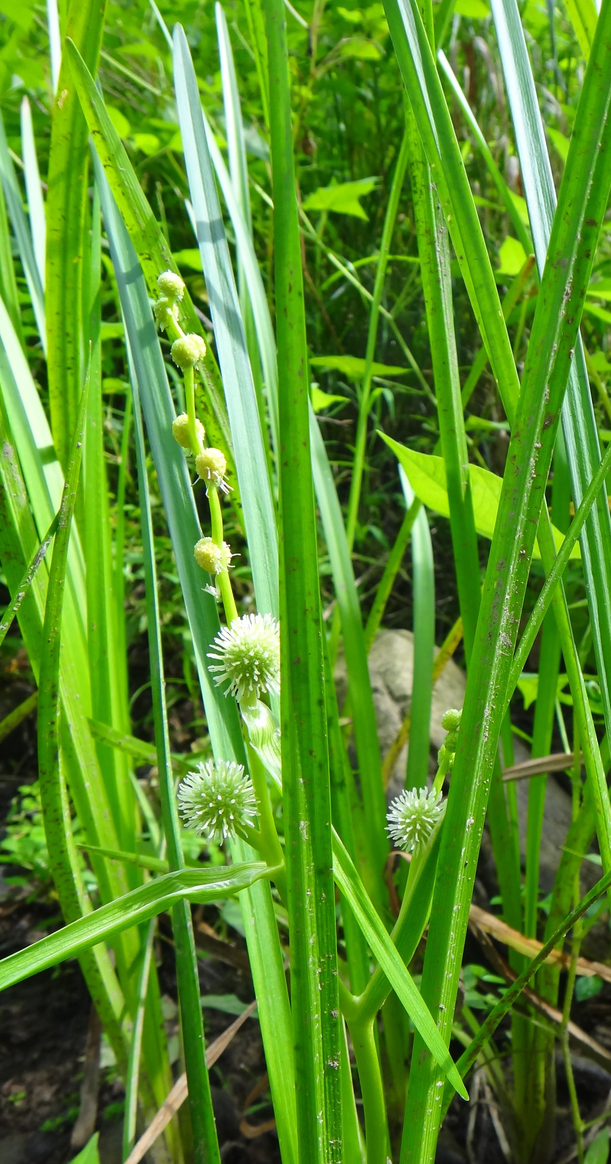 Aquatic plants of Pennsylvania Flora of Pennsylvania